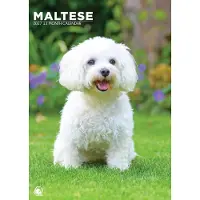CalendarsRUs Maltezer A3 Kalender 2027