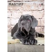 CalendarsRUs Mastino A3 Kalender 2027