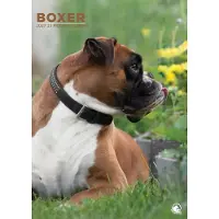 CalendarsRUs Boxer A3 Kalender 2027