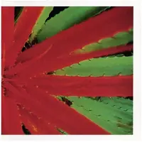 Konkurrent Jejune - This Afternoon Malady (2 LP)
