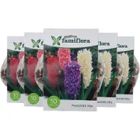 Famiflora Hyacinth Mix 5 x 10 - 50 bloembollen - Brengt geurige kleurenexplosie voor een aromatisch lentegevoel - Hyacinten trekken aandacht en zorgen voor een levendige tuinbeleving