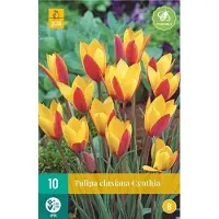 Jub holland Tulp Clusiana Cynthia