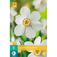 JUB X 5 Narcissus Recurvus