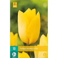JUB - Tulipa Strong Gold, 8 bloembollen