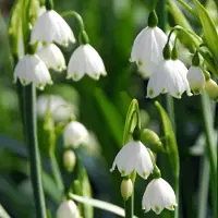 QFB Gardening Leucojum Gravetye Giant | Wit | Leucojumbollen | verwilderend