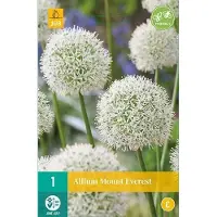 JUB - Allium Mount Everest, 1 bloembol