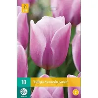 JUB X 10 Tulipa Synaeda Amor