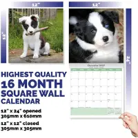 Baker & Bray Border Collie Puppies Kalender 2027