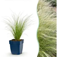 Green Boutiq - Grassen - Stipa tenuissima Ponytails - Vedergras - Groenblijvend - Groen - 6 Planten - Pot 11cm - Hoogte 15-25cm