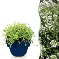 Green Boutiq - Vasteplant - Thymus praecox Albiflorus - Witte kruiptijm - Geurend - Wit - 24 Planten - Pot 11cm - Hoogte 15-25cm