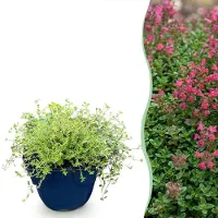 Green Boutiq - Vasteplant - Thymus praecox Red Carpet - KruipTijm - Geurend - Rood-Roze - 1 Plant - Pot 11cm - Hoogte 15-25cm