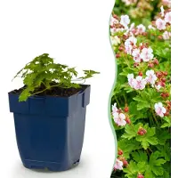 Green Boutiq - Vasteplant - Geranium macr. Spessart - Ooievaarsbek - Bodembedekkend - Wit-Roze - 24 Planten - Pot 11cm - Hoogte 15-25cm