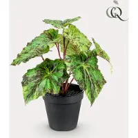 Green Boutiq Kunstplant - Begonia Rex - Bladbegonia - 25 cm