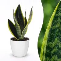 Green Boutiq - Sansevieria Future Superb - Vrouwentong - 1 Plant - met Potter Wit - Pot 12cm - Hoogte - 35cm