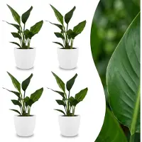Green Boutiq - Strelitzia Reginea - Paradijsvogelbloem - 4 Planten - met Potter Wit - Pot 12cm - Hoogte - 35cm