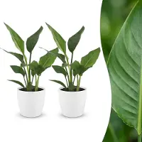 Green Boutiq - Strelitzia Reginea - Paradijsvogelbloem - 2 Planten - met Potter Wit - Pot 12cm - Hoogte - 35cm