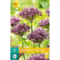JUB X 5 Allium atropurpureum