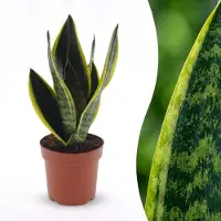 Green Boutiq - Sansevieria Future Superb - Vrouwentong - 1 Plant - Pot 12cm - Hoogte - 35cm