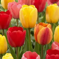 Green Boutiq - 80x Tulipa Darwin Hybride mix - Darwin-tulp mix - Diversen - Voorjaarsbloeier - Bolmaat 10/12