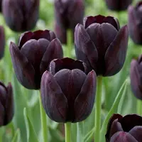 Green Boutiq - 35x Tulipa Black - Zwarte tulp - Zwart - Voorjaarsbloeier - Bolmaat 10/11