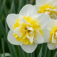 Green Boutiq - 10x Narcissus Ice King - Dubbele narcis - Wit en Geel - Voorjaarsbloeier - Bolmaat 12/14