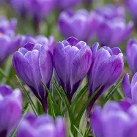 Green Boutiq - 240x Crocus Blue - Blauwe krokus - Blauw - Verwilderingsbol - Bolmaat 7/8