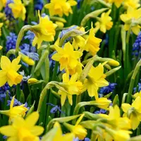 Green Boutiq - 400x Narcissus Tete- A -Tete - Dwergnarscis Tête-à-Tête - Geel - Voorjaarsbloeier - Bolmaat 10/12