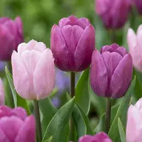 Green Boutiq - 120x Tulipa Candy Purple Prince mix - Tulp Candy Purple Prince mix - Diversen - Voorjaarsbloeier - Bolmaat 11/12