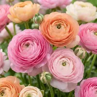 Green Boutiq - 80x Ranunculus Pastel Mix - Pastelkleurige ranonkel - D - Zomerbloeier - Bolmaat 5/6