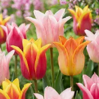 Green Boutiq - 48x Tulipa Ballade mix - Lelievormige tulp Ballade mix - Diversen - Voorjaarsbloeier - Bolmaat 11/12
