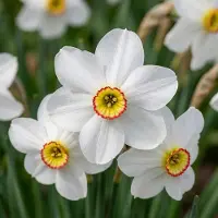 Green Boutiq - 240x Narcissus Recurvus - Witte fazantoog - Wit - Voorjaarsbloeier - Bolmaat 10/12