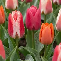 Green Boutiq - 15x Tulipa Greigii mix - Greigii-tulp mix - Diversen - Voorjaarsbloeier - Bolmaat 11/12