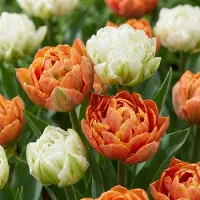 Green Boutiq - 12x Tulipa Candle Light - Tulp Kaarsenlicht - Diversen - Voorjaarsbloeier - Bolmaat 11/12
