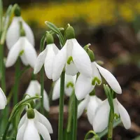 Green Boutiq - 100x Galanthus Elwesii - Grote sneeuwklokje - Wit - Voorjaarsbloeier - Bolmaat 5/6