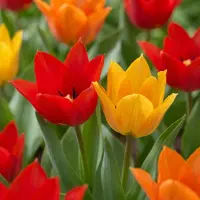 Green Boutiq - 100x Tulipa Praestans Mix - Tulipa Praestans Mengsel - Diversen - Voorjaarsbloeier - Bolmaat 8/9