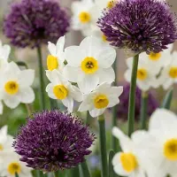 Green Boutiq - 70x Bulb Dry Garden - Droge tuin bollenplanten - Diversen - Zomerbloeier - Bolmaat 10/12