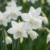 Green Boutiq - 15x Narcissus Triandrus Thalia - Engelennarcis - Wit - Voorjaarsbloeier - Bolmaat 10/12