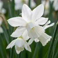 Green Boutiq - 120x Narcissus Botanical White Mix - Botanische witte narcis mix - Wit - Voorjaarsbloeier - Bolmaat 10/12