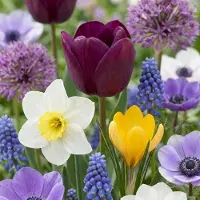 Green Boutiq - 250x Bulb Garden Mix - Bollentuinmix - Diversen - Zomerbloeier - Bolmaat 10/12