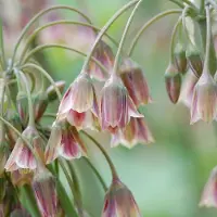 Green Boutiq - 40x Allium Siculum - Siciliaanse honingklokje - Crème en Roze - Zomerbloeier - Bolmaat 10/12
