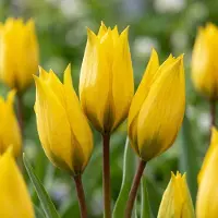 Green Boutiq - 80x Tulipa Sylvestris - Bosdravik - Geel - Verwilderingsbol - Bolmaat 5/6