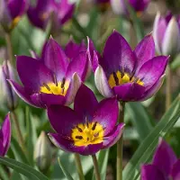 Green Boutiq - 200x Tulipa Persian Pearl - Tulipa Persian Pearl - Paars - Voorjaarsbloeier - Bolmaat 6/7