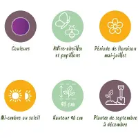 Green Boutiq - 40x Allium Purple Rain - Sieruit - Paars - Zomerbloeier - Bolmaat 10/12