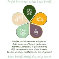 Green Boutiq - 40x Ranunculus Pastel Mix - Pastelkleurige ranonkel - D - Zomerbloeier - Bolmaat 5/6