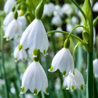 Green Boutiq - 40x Leucojum Aestivum - Zomerschneeklokje - Wit - Voorjaarsbloeier - Bolmaat 8/9
