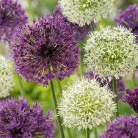 Green Boutiq - 320x Allium Purple - White Mix - Sierui paars-wit mix - Paars en Wit - Zomerbloeier - Bolmaat 10/12