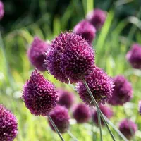 Green Boutiq - 400x Allium Sphaerocephalon - Kogellook - Paars - Zomerbloeier - Bolmaat 5/6