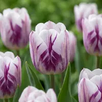 Green Boutiq - 60x Tulipa Flaming Flag - Tulp Flaming Flag - Wit en Paars - Voorjaarsbloeier - Bolmaat 11/12