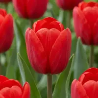 Green Boutiq - 30x Tulipa Triumph Red - Triomftulp - Rood - Voorjaarsbloeier - Bolmaat 11/12