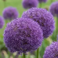 Green Boutiq - 8x Allium Pinball Wizard - Sierui Tovenaarsknikker - Paars - Zomerbloeier - Bolmaat 18/20